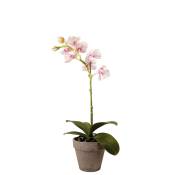 Orchidée dendrobium en Pot H27