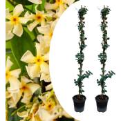 Plant In A Box - Jasminoides Star of Toscane - Set