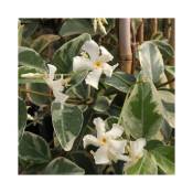 Javoy Plantes - Jasmin étoilé 'Variegatum' - trachelospermum