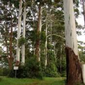 Eucalyptus Rose Graines de gommier (Eucalyptus grandis)