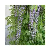 Javoy Plantes - Glycine du Japon 'Macrobotrys' - wisteria floribunda 3L