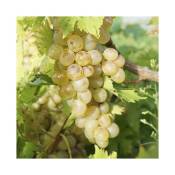 Javoy Plantes - Vigne 'Perle de Csaba' - vitis vinifera
