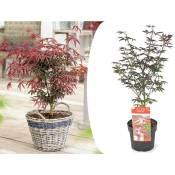 Plant In A Box - Acer palmatum 'Étoile de mer' - Érable