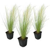 Plant In A Box - Stipa tenuifolia 'Pony Tails' - Set de 3 - Herbe - Pot 9cm - Hauteur 20-30cm - Vert