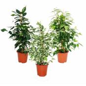 Ficus benjamini - Lot de 3 - Danielle - Anastasia -