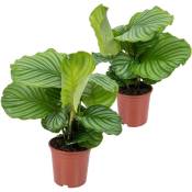 Bloomique - 2x Calathea Orbifolia - Plante paon - Plante d'intérieur - Purificateur d'air - ⌀14 cm - ↕40-45 cm