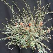 Cotoneaster franchetti | Pot de 3L - 20/40 cm