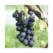Javoy Plantes - Vigne 'Alphonse Lavallée' vitis vinifera