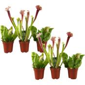 Plant In A Box - Sarracenia purpurea - Lot de 6 - Plante