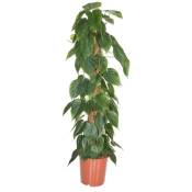 Philodendron 'Escalade' - XXL sur bâton de mousse