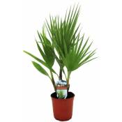 Plant In A Box - Washingtonia Robusta - Palmier éventail