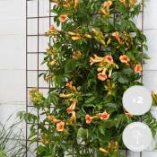 2x Campsis 'Indian Summer' – Creeper – Trompette