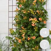 Bloomique - 2x Campsis 'Indian Summer' – Creeper