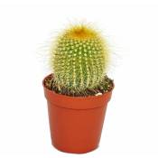 Exotenherz - Eriocactus leninghausii - petite plante