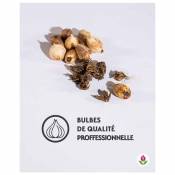 Freesias et Renoncules en mélange - Le paquet de 20 bulbes (circ. 5 cm/+). - Willemse