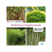 Leaderplantcom - Kit 4 Fargesia coloré : 4 variétés différentes