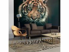 Papier peint tigre du bengale l 300 x h 231 cm A1-XXLFTNT0741