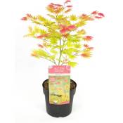 Plant In A Box - Acer palmatum 'Lever de lune' - Érable