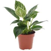 Plant In A Box - Philodendron 'Vague blanche' - Pot