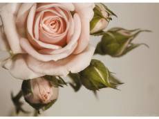 Pink rose, photo murale, 160 x 115 cm, 1 part