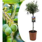 Plant In A Box - Olea Europaea - olivier rustique sur tige - Pot 19cm - Hauteur 80-90cm - Blanc