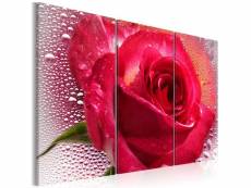 Tableau - lady rose - triptych 90x60 cm