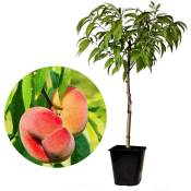 Plant In A Box - Prunus Persica 'Saturne' - Pêcher - Arbre fruitier - Pot 15 cm - Hauteur 60-70cm - Rose