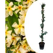 Trachelospermum jasminoides 'Étoile de Toscane' - Pot 17cm - Hauteur 110-120cm - Jaune