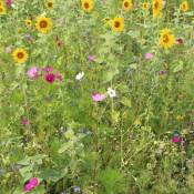 Greenfield - Prairie de fleurs sauvages et d'herbes
