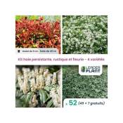 Leaderplantcom - Kit arbustes persistant, rustique et fleuri - 4 variétés -52 plantes en godet