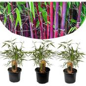 Plant In A Box - Fargesia Asian - Set de 3 - Bambou