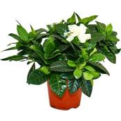 Gardenia - Plante à fleurs parfumées avec des fleurs de couleur blanc crème, pot de 12cm