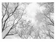 Papier peint intissé panoramique arbres forêt de bouleaux 368x254 cm chambre salon photo non tissé muraux trompe l'oei