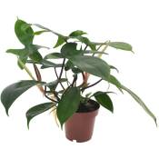 Plant In A Box - Philodendron 'Vert de Floride' - ⌀ 12cm - Hauteur 20-30cm - Vert