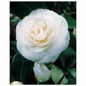 Camélia du Japon à fleurs doubles blanche - Le pot de 2 L. Hauteur livrée 35-40 cm. - Willemse