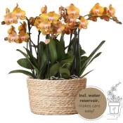 Kolibri Orchids - set d'orchidées orange dans un panier