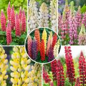 Plant In A Box - Lupinus - Mix de 20 - Lupin - Racines