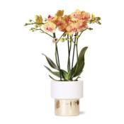 Kolibri Orchids - orchidée phalaenopsis blanche -
