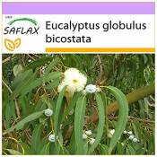 SAFLAX - Eucalyptus (bicostata) - 100 graines - Eucalyptus