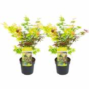 Acer palmatum 'Festival' - Set de 2 - Erable - Pot 19cm - Hauteur 60-70cm