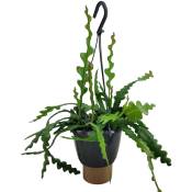 Plant In A Box - Epiphyllum Anguliger - Cactées vues - Pot 15cm - Hauteur 30-40cm - Blanc