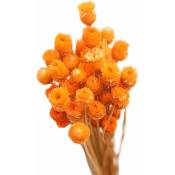 Serbia - Orange - Fleurs Artificis, Bouquet Séché Bouquet Naturel Fleurs Séchées Vase Décoratif Table 50 Tiges Orange