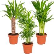 Bloomique - 3x Tropical Palm Mix – Dypsis-Chamaedorea-Yucca