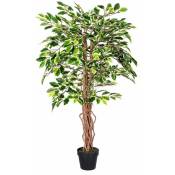 Homescapes - Plante Figuier pleureur Ficus Benjamina