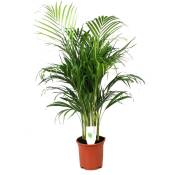 Plant In A Box - Dypsis Lutescens - Areca Palmier D'or