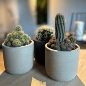 Serres Desrumaux - Lot 3 Cactus en pot de 8 cm (d).