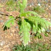 Chêne Tauzin (Quercus Pyrenaica) - Godet - Taille