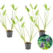 Herbe de brochet - Pontederia 'Cordata' 3x - Plante