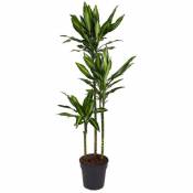 Plant In A Box - Dracaena fragrans Cintho - Dragonnier - Pots 24cm - Hauteur 140-150cm