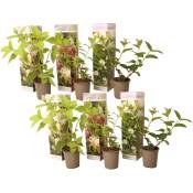 Plant In A Box - Hydrangea Paniculata - Mélange de 6 - Hortensia - Pot 9cm - Hauteur 25-35cm - Vert